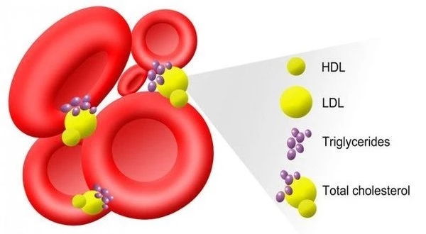 Θέλετε να ρίξετε την πίεση και τα τριγλυκερίδια; Αυτό το ρόφημα κάνει θαύματα!